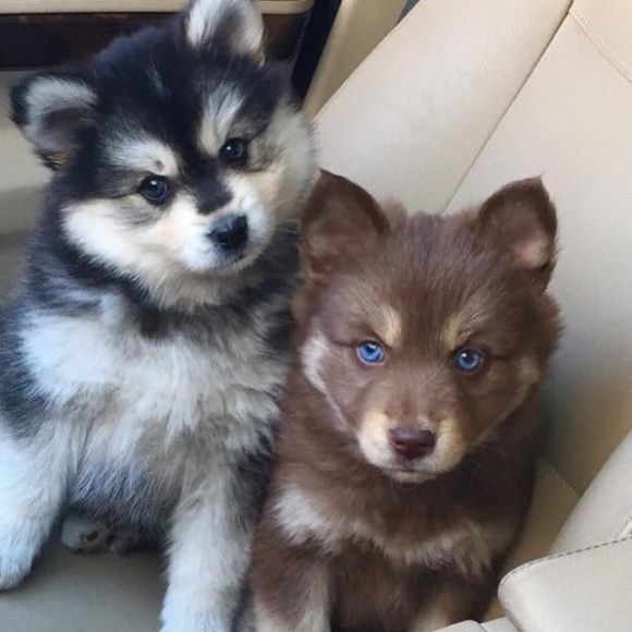 Meet your Posher :) - Picture 1 of 1